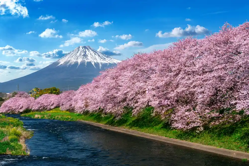 hanami
